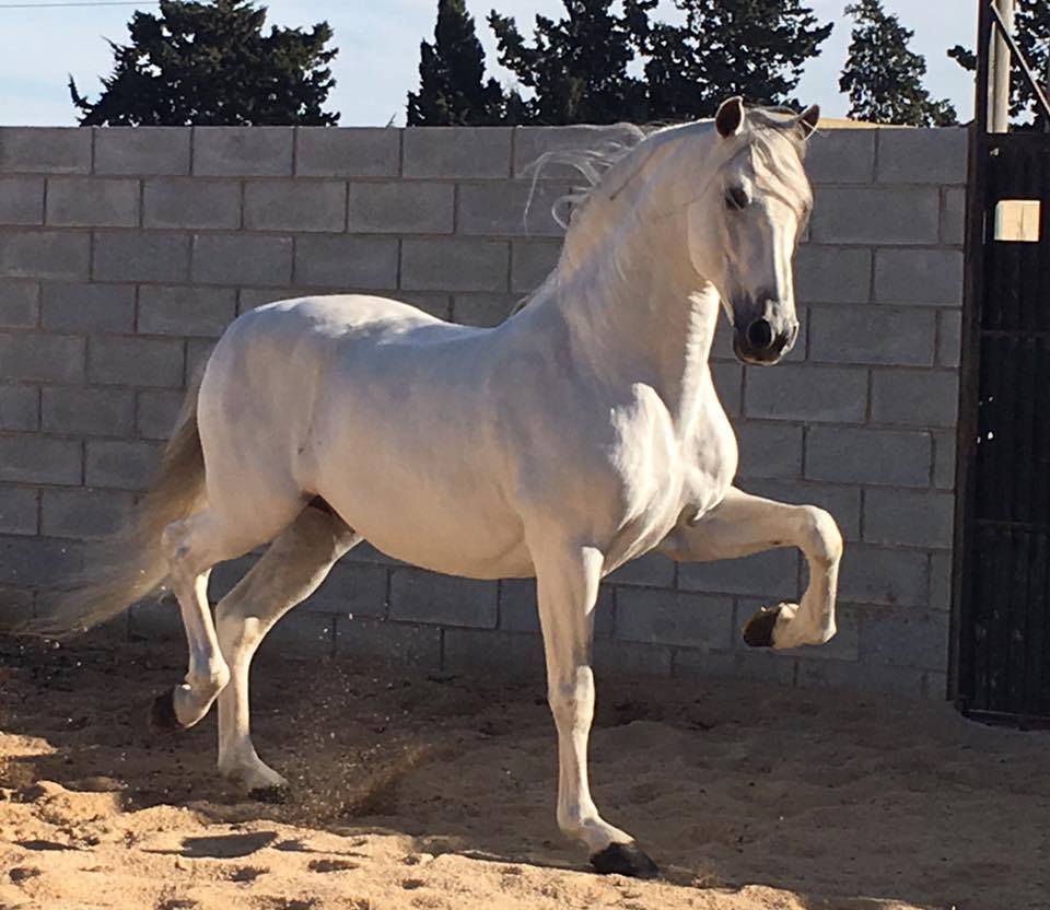 What Is The Difference Between A Pure Spanish Horse And A Lusitano?